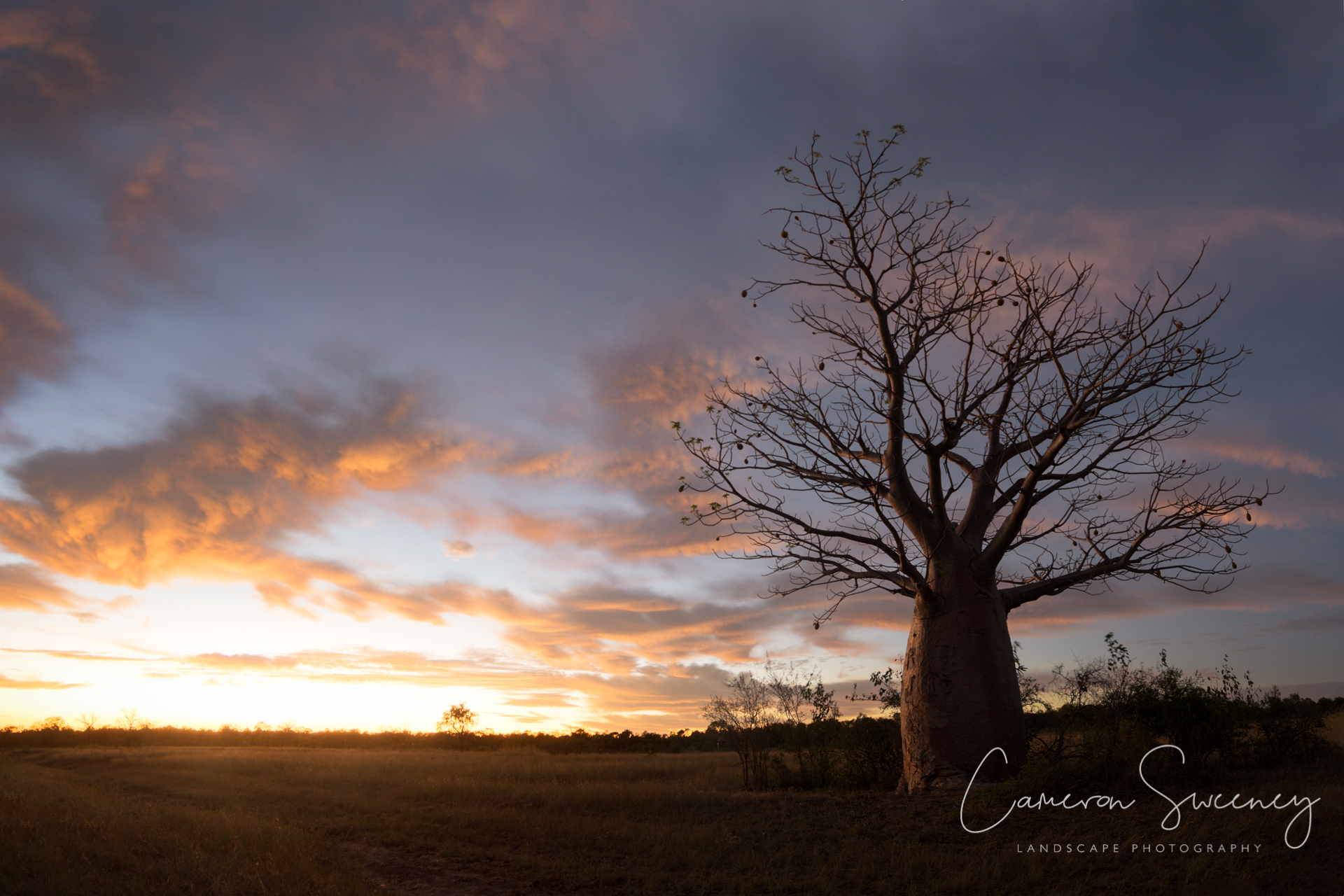 Boab Tree at sunrise