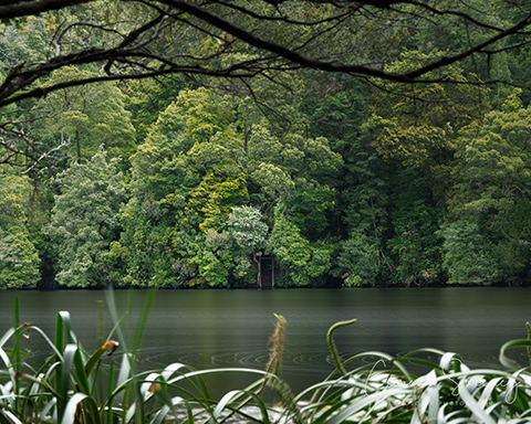 Pieman River